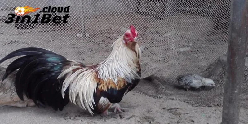 Phương pháp luyện tập trong cách nuôi gà đá cựa sắt hiệu quả