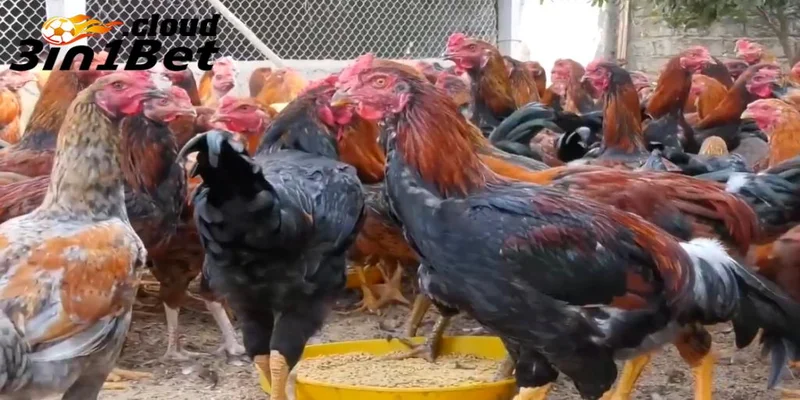 Cách Trộn Thức Ăn Cho Gà Giúp Gà Đá Khỏe Và Sung Mãnh Nhất 2 Giới thiệu về chế độ dinh dưỡng cho gà đá