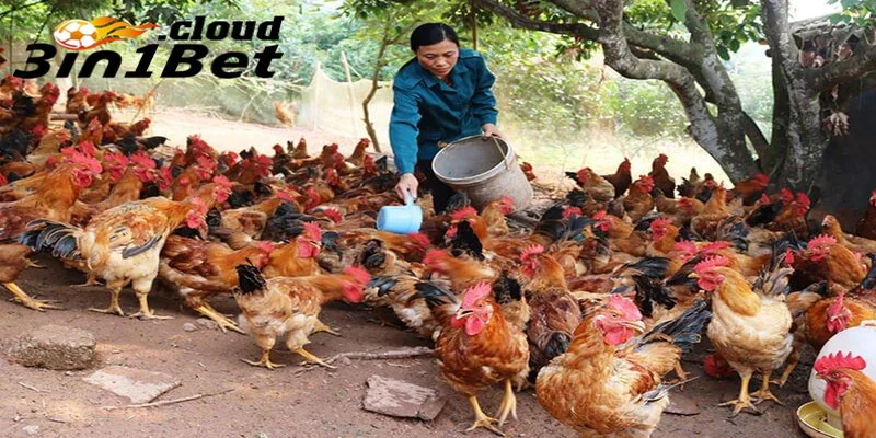 Cách Trộn Thức Ăn Cho Gà Giúp Gà Đá Khỏe Và Sung Mãnh Nhất 3 Cách trộn thức ăn cho gà đá giúp tăng thể lực