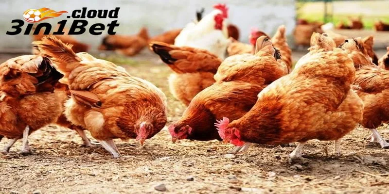 Cách Trộn Thức Ăn Cho Gà Giúp Gà Đá Khỏe Và Sung Mãnh Nhất 4 Các lưu ý trong cách trộn thức ăn cho gà đá