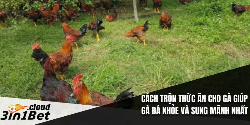 Cách Trộn Thức Ăn Cho Gà Giúp Gà Đá Khỏe Và Sung Mãnh Nhất 1 Cách Trộn Thức Ăn Cho Gà
