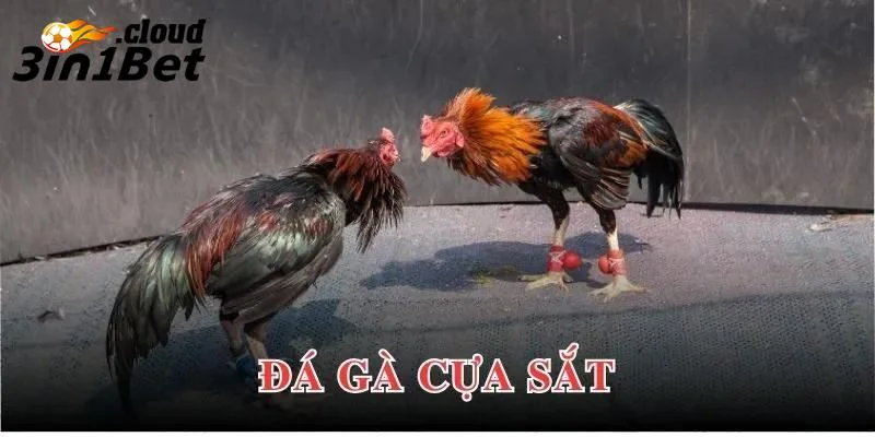 Kinh Nghiệm Đá Gà Cựa Sắt Giúp Bạn Luôn Giành Chiến Thắng 2 Tổng quan về kinh nghiệm đá gà cựa sắt