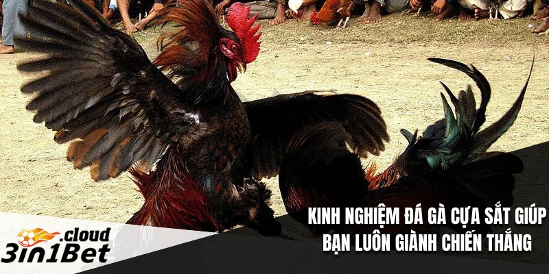 Kinh Nghiệm Đá Gà Cựa Sắt Giúp Bạn Luôn Giành Chiến Thắng 1 Kinh nghiệm đá gà cựa sắt