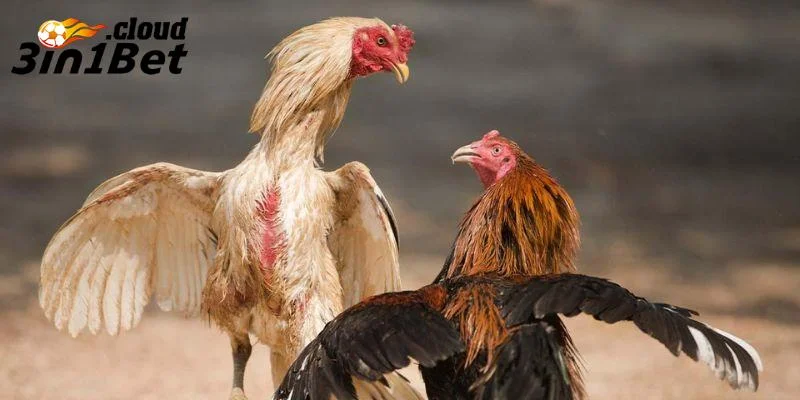 Trận Đá Gà Thomo Kinh Điển Khiến Giới Cá Độ Phải Phát Sốt 3 Những trận đá gà Thomo kinh điển đáng nhớ nhất