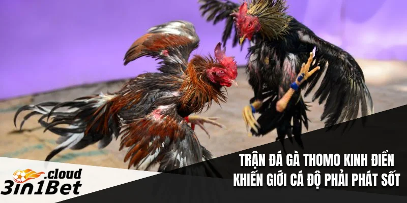 Trận Đá Gà Thomo Kinh Điển Khiến Giới Cá Độ Phải Phát Sốt 1 trận đá gà Thomo kinh điển